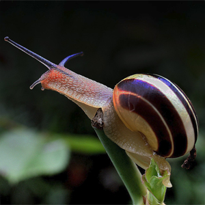 escargot_snail