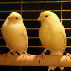 Canaries.jpg