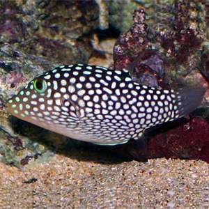 Canthigaster_Puffer